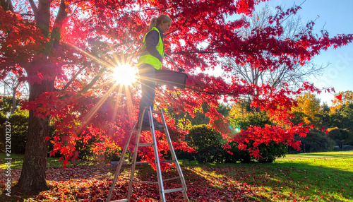 Woman trimming red maple tree branches with sunburst in autumn park 1