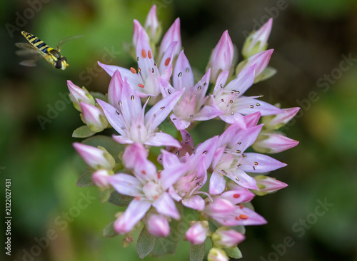 Obraz na płótnie Caucasian stonecrop (Sedum /Petrosedum/ spurium blossoming