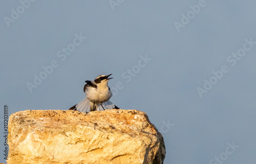 Canvastavla Northern Wheatear (Oenanthe oenanthe) in stone quarry