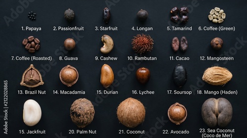Collection of Tropical Seeds Arranged by Size on Black Background | Educational Botanical Reference and Natural Design Resource