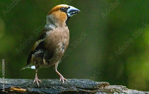 Obraz na płótnie Adult Hawfinch sitting on the edge of water
