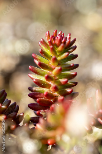 Sedum confertiflorum in a natural habitat