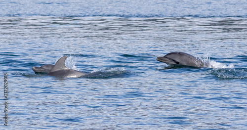 Bottle-nosed Dolphins in Amvrakikos Gulf, Greece