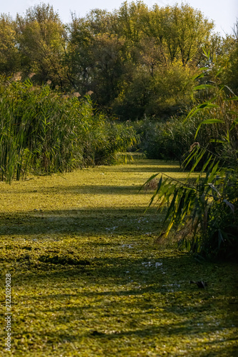 Картината върху платно Carska Bara Natural reserve in Vojvodina, Serbia