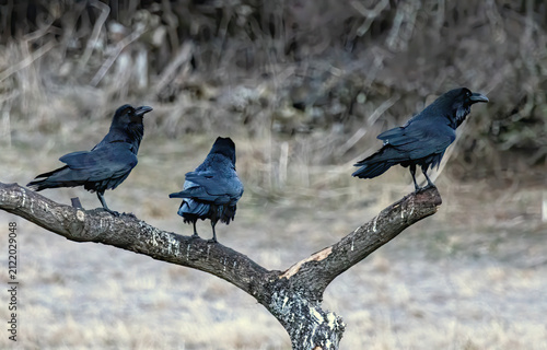 Common raven in a natural habitat