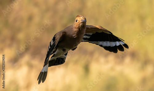 Hoopoe sitting on dirty road in early morning