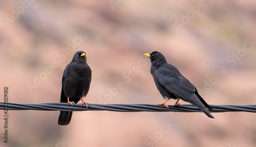 Yellow-billed Chough Pyrrhocorax graculus in a natural habitat