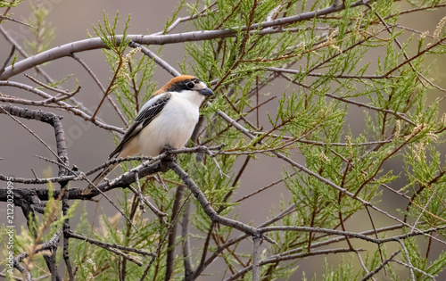 Woodchat Shrike sitting on pole