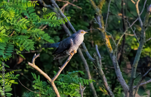 Common cuckoo sitting on tree