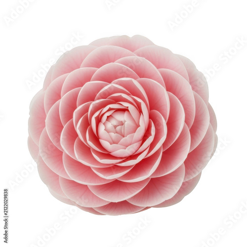 Pink camellia flower in full bloom with soft petals isolated on transparent background
