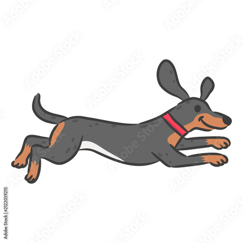 Cute dachshund wiener dog running happily isolated on white background.