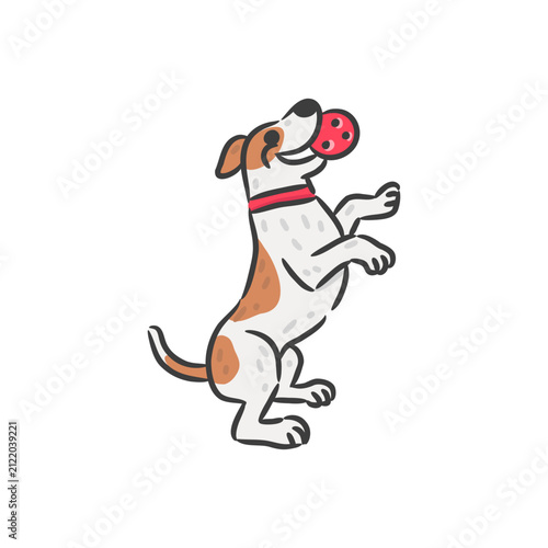 Cute Jack Russell Terrier puppy standing on hind legs playing with red ball.