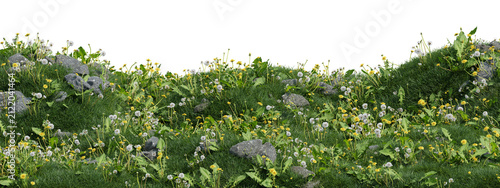 3d Lush green meadow with small white and yellow wildflowers, natural grass, spring bloom, botanical detail on transparent background