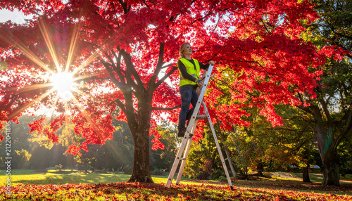 Woman pruning vibrant red maple tree branches in bright autumn sunlight 1