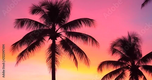 Vibrant Tropical Sunset Silhouettes Palm Trees Against Pink and Orange Sky.