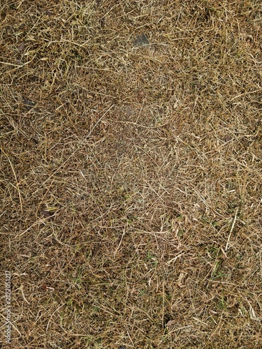 Dry dead grass lawn background texture during summer drought.
