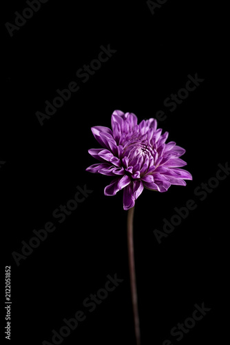 Purple Dahlia on Black Background
