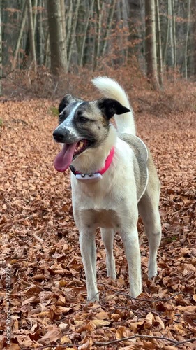 VERTICAL, PORTRAIT: Happy mixed breed dog wearing a tracking collar stands on a forest floor covered with dry brown autumn leaves. Alert furry companion during a walk through woodland on a foggy day.