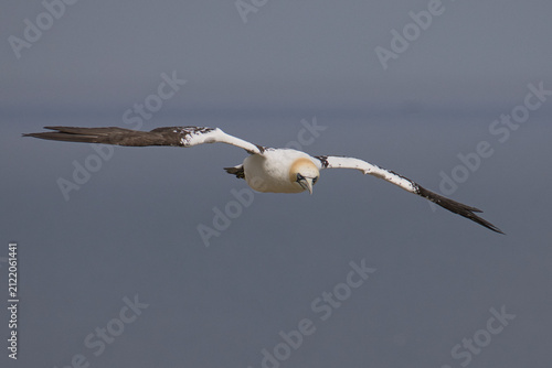 High-angle view of a subadult Northern Gannet, Morus bassanus, gliding with long, outstretched mottled wings over deep green coastal waters.