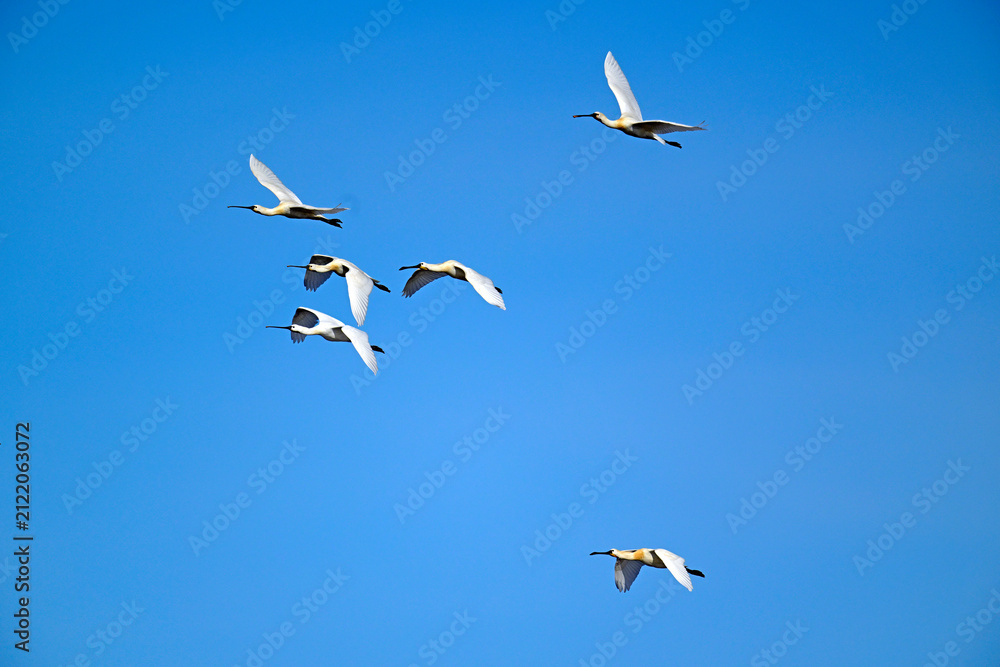 Obraz premium Löffler // Eurasian spoonbill (Platalea leucorodia)