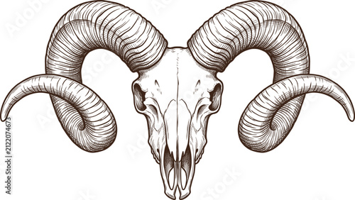 Ram skull vector illustration featuring a detailed engraved drawing of a ram skull with large curved horns on a white background