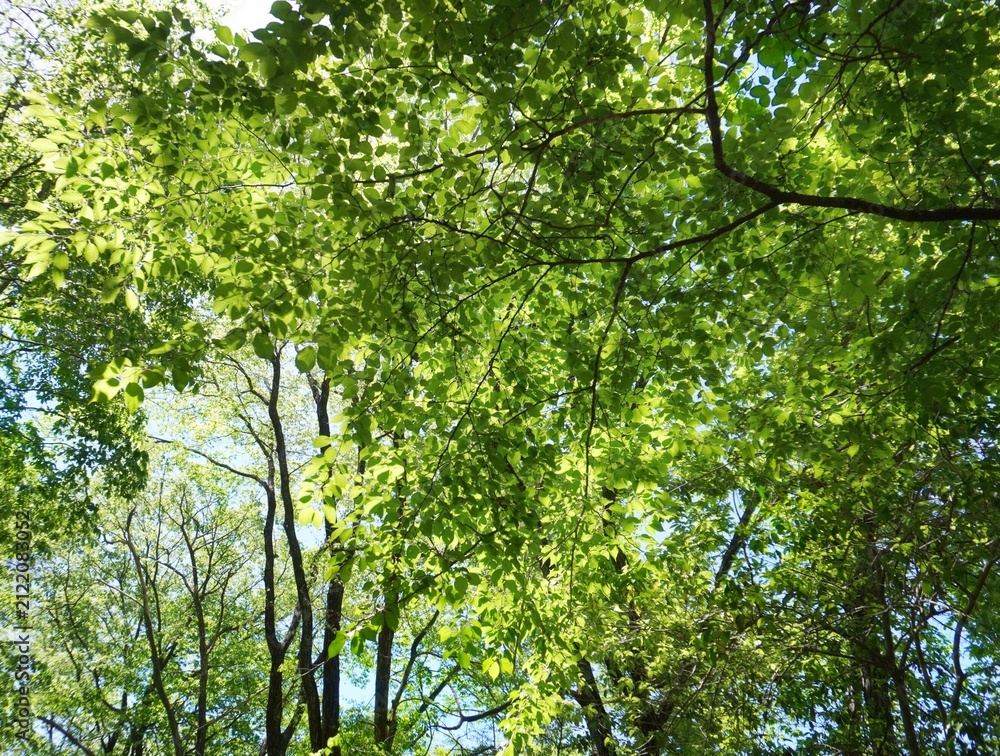 Fototapeta premium trees in the forest