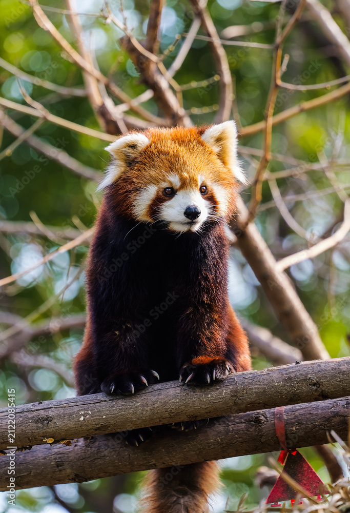 Fototapeta premium A serious, cute red panda sitting on a log