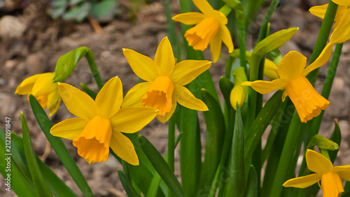 Konstfotografi Cluster of bright yellow miniature daffodil flowers (Narcissus 'Tête-à-tête') blooming outdoors in garden soil during early spring