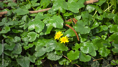 Foto Lesser celandine flowers (Ficaria verna) with glossy yellow petals blooming surrounded by dense heart-shaped green leaves in bright spring sunlight
