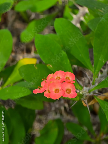 Small cluster of salmon pink crown of thorns (Euphorbia milii) flowers with spiky stems and green leaves in a garden setting.