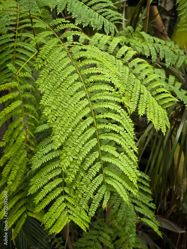 Vibrant green bipinnate fronds of a jacaranda tree (Jacaranda mimosifolia) displaying fine, delicate, fern-like leaves.