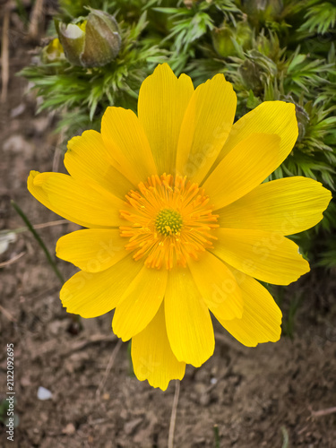 фотографія Bright yellow pheasant's eye flower (Adonis vernalis) blooming outdoors in spring soil with vibrant delicate petals and detailed central stamens