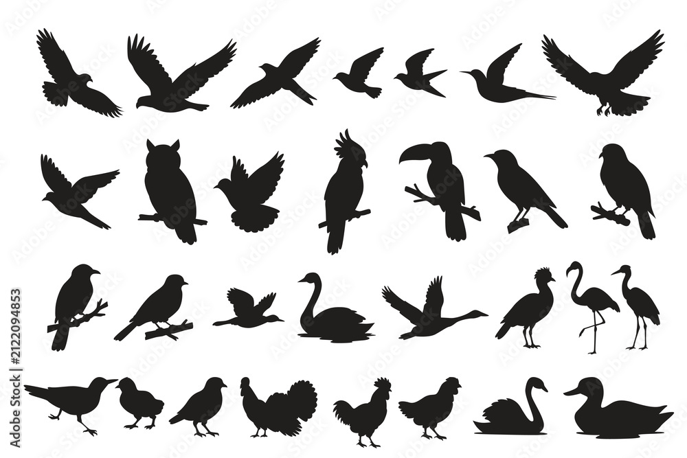 Obraz premium Vector illustration set of bird and poultry silhouettes featuring various flying and perched species isolated on white background.