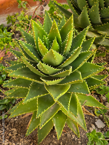 Quadro su tela Symmetrical rosette of a golden-toothed aloe plant featuring thick green spiky leaves arranged in a geometric pattern