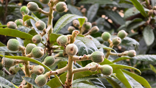 Unripe loquat fruits (Eriobotrya japonica) covered in fuzzy down growing on branches with dark green leaves in outdoor spring light.