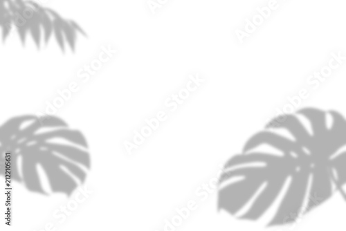 A soft natural shadow of tropical monstera leaves cast on a white surface presented as an isolated object on transparent background isolated on transparent background