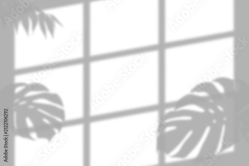 A realistic window frame shadow overlay with tropical monstera leaves cast on a white wall presented as an isolated on transparent background