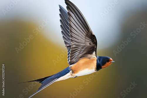 Eine fliegende Rauchschwalbe