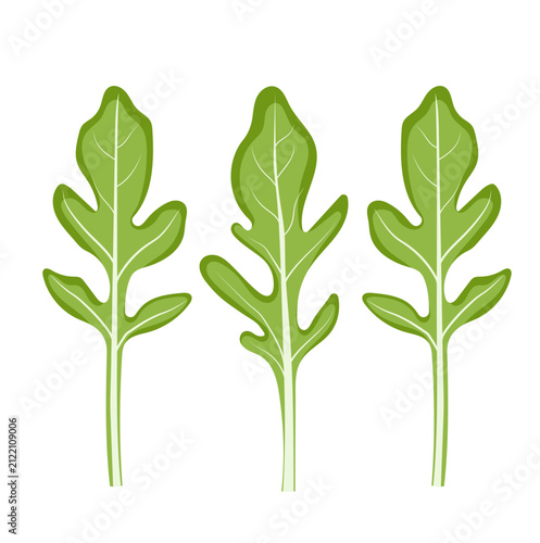 Arugula Leaves Illustration Isolated on White Background