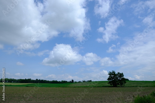 Obraz na płótnie Lone Tree in Rural Fields of Biei, Hokkaido, Japan