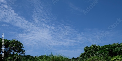Bild auf Leinwand Blue Sky with Cirrocumulus Clouds and Tropical Greenery