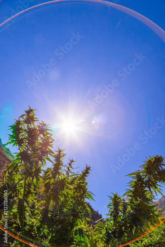 Cannabis Plants Growing Under Bright Sunlight in Kyrgyzstan