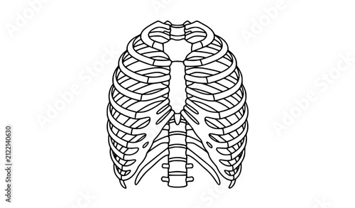 Foto Detailed Human Ribcage Anatomical Vector Diagram in Monochrome Isolated on White