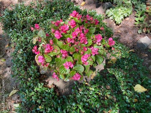 flowers in the garden - Knollenbegonien Rosa
