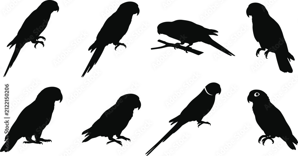 Fototapeta premium Vector collection of black parrot silhouettes in various perching and standing poses on white background