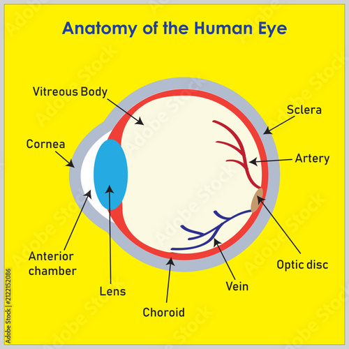 Bild auf Leinwand Anatomy of the Human eye, Detailed eyeball anatomy vector illustration designed