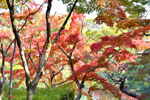 神戸相楽園の紅葉