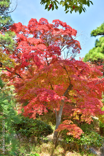 神戸相楽園の紅葉