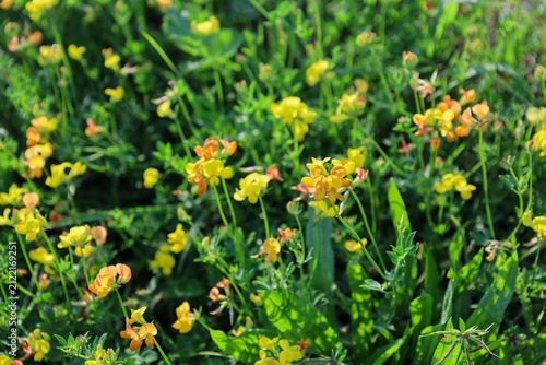 Vibrant yellow-orange birdsfoot trefoil flowers bloom densely among lush green grass in a sunny meadow. Soft natural lighting emphasizes the delicate petals and rich texture of wild herbs.