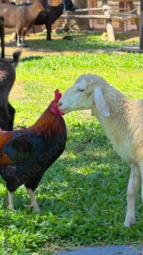 Farm animals. Chickens, cocks and sheeps on a grass field at animal farm.